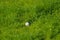 Golf ball on green grass. Neural network AI generated