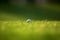 Golf ball on green grass. Neural network AI generated