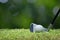 Golf ball on green grass ready to be struck on golf course