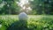 Golf ball on lush green grass with sunlight filtering through trees