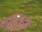 Golf ball on a mole burrow at a mole damaged Golf course fairway