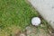 Golf ball near the cart path