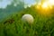 golf ball is in rough in beautiful golf course at sunset background