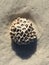 Golf ball sea sponge