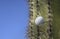 Golf ball stuck in a cactus tree after a wild swing