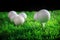 Golf ball and tee in green grass