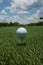 Golf ball teed up on a tee on the green under a blue sky
