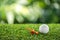 Golf ball and wooden tee