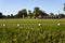 Golf balls on the practice green