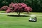 Golf Cart by Crepe Myrtle