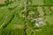 Golf Course and Farmland, aerial view, Surrey