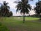 Golf course has several coconut trees