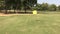 Golf course with yellow flag