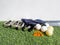 Golf essentials with artificial grass on white background