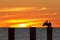 The golf of Mexico with a dramatic sunset with a cormorant perched in the foreground as seen from For Myers Beach, Florida, USA