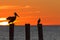 The golf of Mexico with a dramatic sunset with a pelican and cormorant perched in front of it as seen from For Myers Beach, Florid