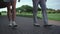 Golf players legs walking grass country club course on sunny summer morning.