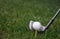 Golfball and club background