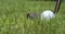 Golfball with club in grass