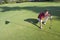Golfer Bends to Mark Ball - Horizontal