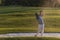 Golfer hitting a sand bunker shot on sunset