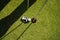 A golfer puts a golf ball into the hole with a putter on a green lawn on a beautiful golf course