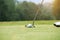 Golfer putting golf ball on the green golf