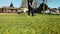 Golfer putting golf ball to hole on green golf course on hills in open tournament competition. Player holding golf club