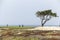 Golfers on the coast with lonely tree, california