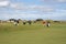 Golfers walking across golf course