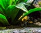 Golfodulcean poison dart frog in close up sitting under a plant, A dangerous and venomous animal specie from Costa Rica