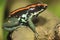 Golfodulcean poison frog