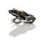 Golfodulcean Poison Frog against white background