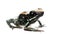 Golfodulcean Poison Frog against white background