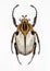 Goliath beetle - Goliathus caccius