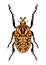 Goliath Beetle Vector Illustration