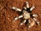 Goliath bird eater spider