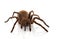 Goliath Birdeater