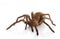 Goliath Birdeater