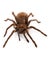 Goliath Birdeater