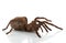 Goliath Birdeater