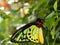 Goliath Birdwing Butterfly