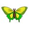 Goliath birdwing butterfly icon, cartoon style