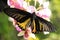 Goliath Birdwing butterfly (Omithoptera goliath)