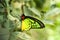 The Goliath Birdwing , Ornithoptera goliath