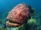 Goliath Grouper Florida Keys