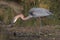 Goliath Heron