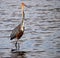 Goliath Heron