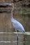 Goliath Heron