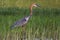 Goliath Heron